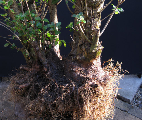 Privet Multi Trunk Bonsai